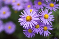 Aster background. Free public domain CC0 photo.