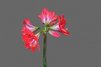 Amaryllis background. Free public domain CC0 image.