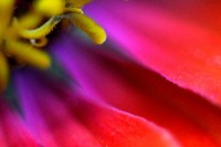 Red flower macro shot. Free public domain CC0 image.