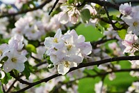 White cherry blossom background. Free public domain CC0 photo.