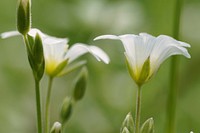 White flower background. Free public domain CC0 photo.