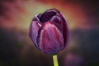 Purple tulip background. Free public domain CC0 image.