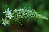 Flower bud. Free public domain CC0 photo.