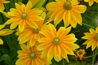 Black-eyed susan background. Free public domain CC0 photo.