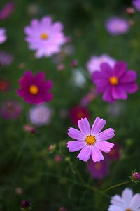 Pink cosmos background. Free public domain CC0 photo.