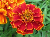 Marigold background. Free public domain CC0 photo.