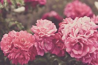 Pink rose background. Free public domain CC0 image.