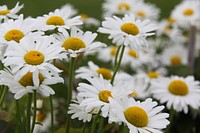 White daisy background. Free public domain CC0 photo.