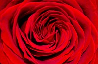 Red rose background. Free public domain CC0 image.