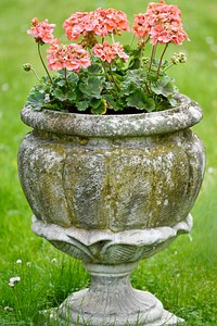 Orange geranium. Free public domain CC0 photo.