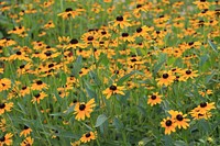 Black-eyed susan background. Free public domain CC0 image.