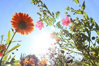 Flower field background. Free public domain CC0 photo.