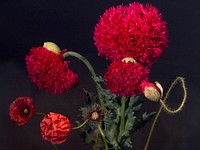 Red feather poppy. Free public domain CC0 photo.