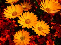 Orange flower background. Free public domain CC0 photo.