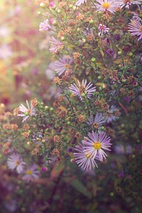 Purple aster background. Free public domain CC0 image.