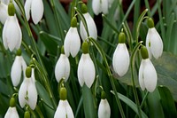 Snowdrop background. Free public domain CC0 image.