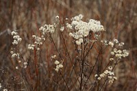 White flower. Free public domain CC0 image.