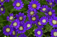 Purple flower background, macro shot. Free public domain CC0 photo.