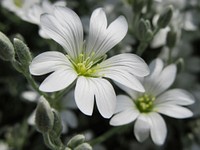 White flower background. Free public domain CC0 image.