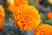 Marigold background. Free public domain CC0 image.