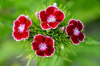 Red carnation. Free public domain CC0 photo.