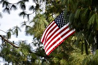 American flag in tree. Free public domain CC0 photo.