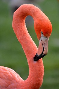 Close up flamingo head. Free public domain CC0 photo.