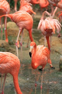 Flamingo in group. Free public domain CC0 photo.