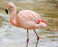 Flamingo walking on water. Free public domain CC0 photo.