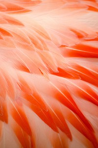 Flamingo feather. Free public domain CC0 photo.