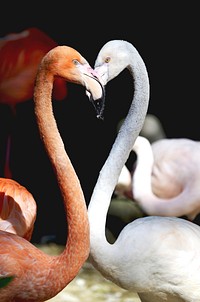 Flamingo couple. Free public domain CC0 photo.