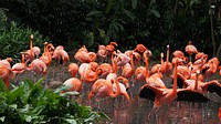 Flamingo group. Free public domain CC0 photo.