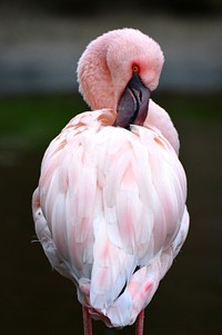 Pink flamingo. Free public domain CC0 photo.