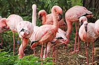 Pink flamingo in group. Free public domain CC0 photo.