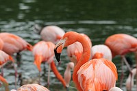 Flamingo group near river. Free public domain CC0 photo.