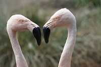 Flamingo couple. Free public domain CC0 photo.