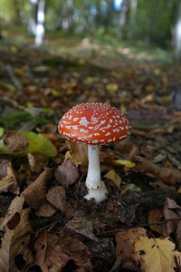 Red mushroom hat, fly agaric toadstool. Free public domain CC0 image.