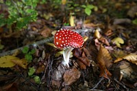 Red mushroom hat, fly agaric toadstool. Free public domain CC0 image.