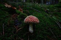 Poisonous mushroom with a red hat in the grass. Free public domain CC0 photo.