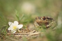 Frog and white flower. Free public domain CC0 photo.