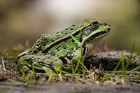 Spotted frog in nature closeup. Free public domain CC0 image.