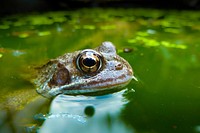 Frog wildlife animal. Free public domain CC0 photo