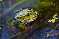 Spotted frog in nature closeup. Free public domain CC0 photo.