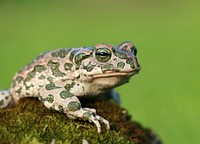 Frog wildlife animal. Free public domain CC0 photo