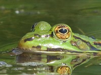 Frog wildlife animal. Free public domain CC0 photo