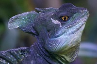 Iguana lizard. Free public domain CC0 image.