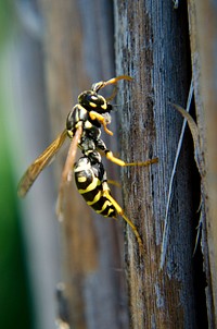 Wasp insect. Free public domain CC0 image.