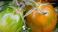 Closeup on tomatoes growing on plant. Free public domain CC0 photo.