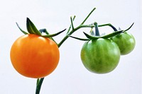 Closeup on tomatoes growing on plant. Free public domain CC0 photo.