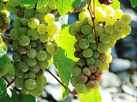 Closeup on green grape plant. Free public domain CC0 photo.